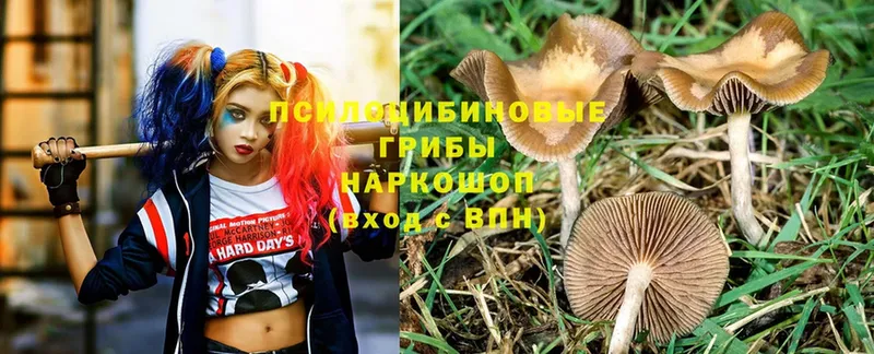 Псилоцибиновые грибы Psilocybine cubensis  Покачи 